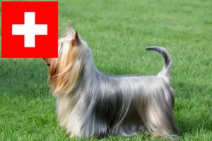 Read more about the article Australian Silky Terrier opdrættere og hvalpe i Schweiz