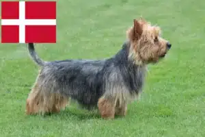 Read more about the article Australian Terrier opdrættere og hvalpe i Danmark