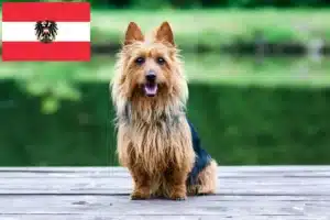 Read more about the article Opdrættere og hvalpe af australsk terrier i Østrig