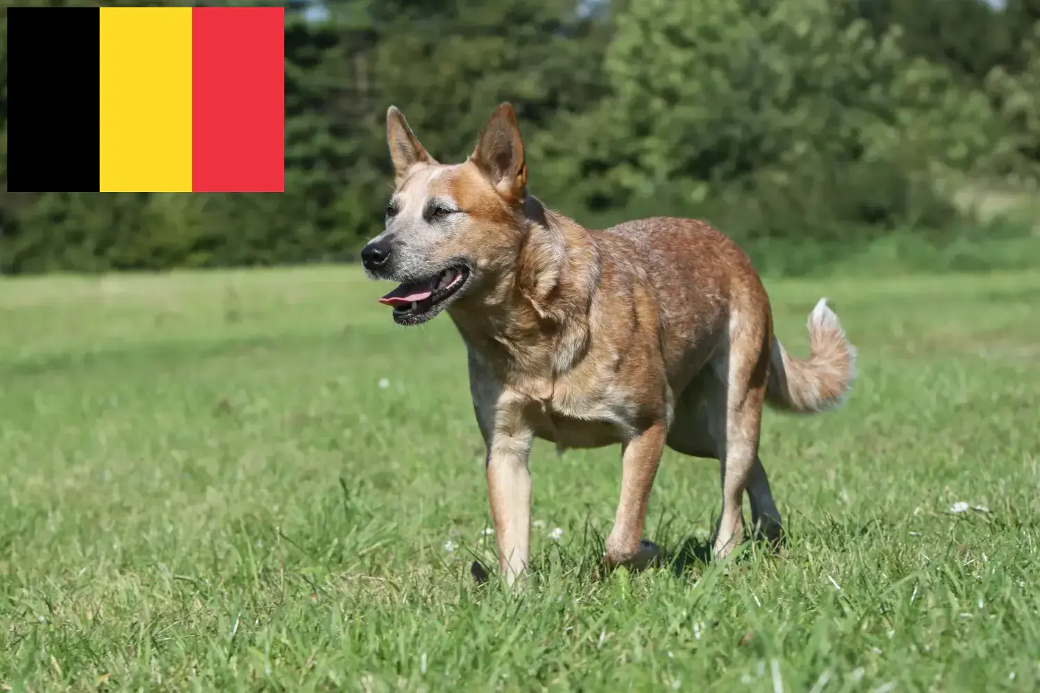 Read more about the article Opdrættere og hvalpe af australske kvæghunde i Belgien