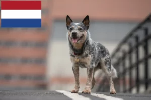 Read more about the article Australian Cattle Dog opdrættere og hvalpe i Holland