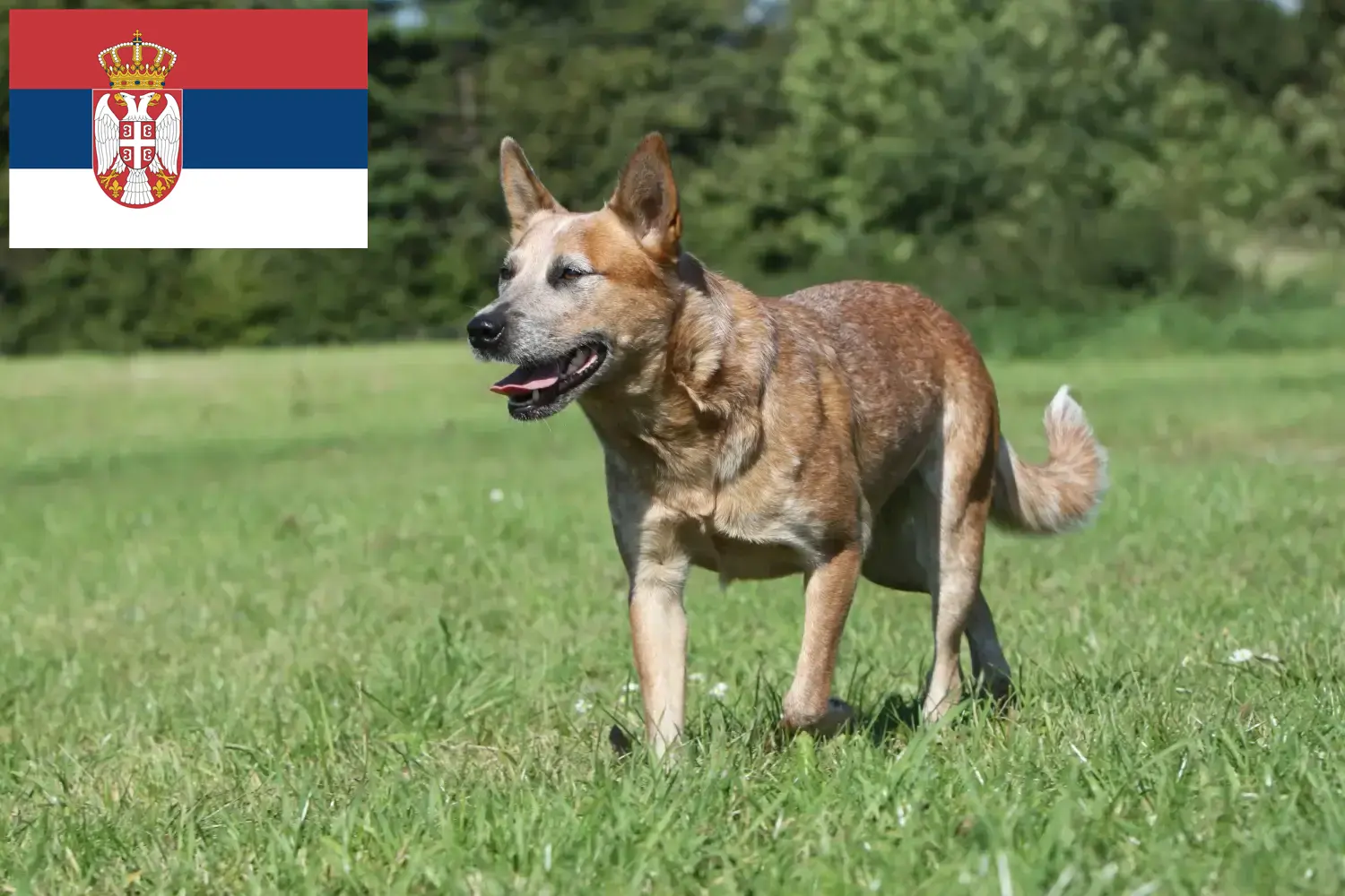 Australian Cattle Dog hvalpe og opdrættere Serbien Find opdrættere af australske kvæghunde i Serbien.