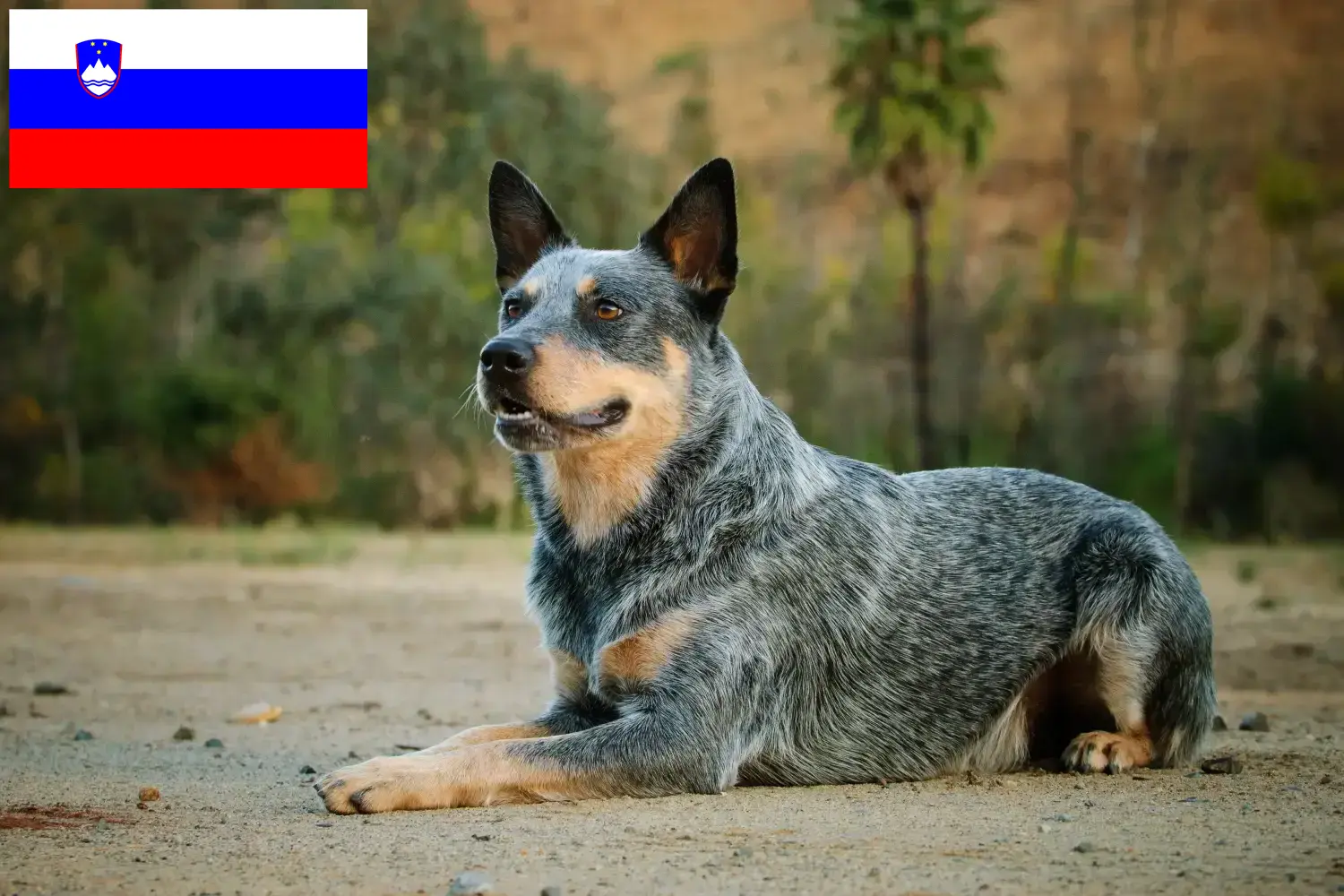 Australian Cattle Dog hvalpe og opdrættere Slovenien Find opdrættere af australske kvæghunde i Slovenien.