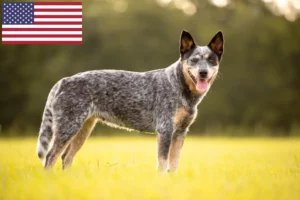Read more about the article Opdrættere af australske kvæghunde og hvalpe i USA