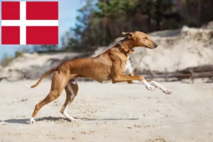 Read more about the article Azawakh-opdrættere og hvalpe i Danmark