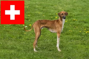 Read more about the article Azawakh-opdrættere og hvalpe i Schweiz