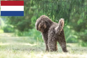 Read more about the article Barbetopdrættere og hvalpe i Holland