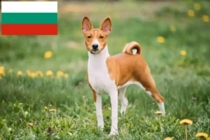 Read more about the article Basenji-opdrættere og hvalpe i Bulgarien