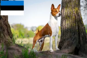 Read more about the article Basenji-opdrættere og hvalpe i Estland