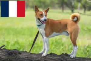 Read more about the article Basenji-opdrættere og hvalpe i Frankrig