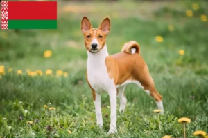 Read more about the article Basenji-opdrættere og hvalpe i Hviderusland
