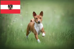 Read more about the article Basenji-opdrættere og hvalpe i Østrig