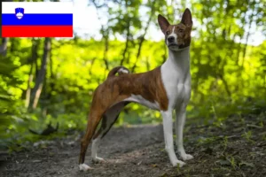 Read more about the article Basenji-opdrættere og hvalpe i Slovenien