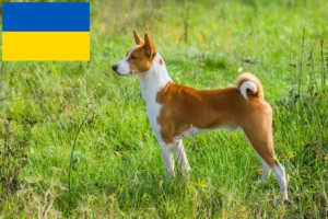Read more about the article Basenji opdrættere og hvalpe i Ukraine