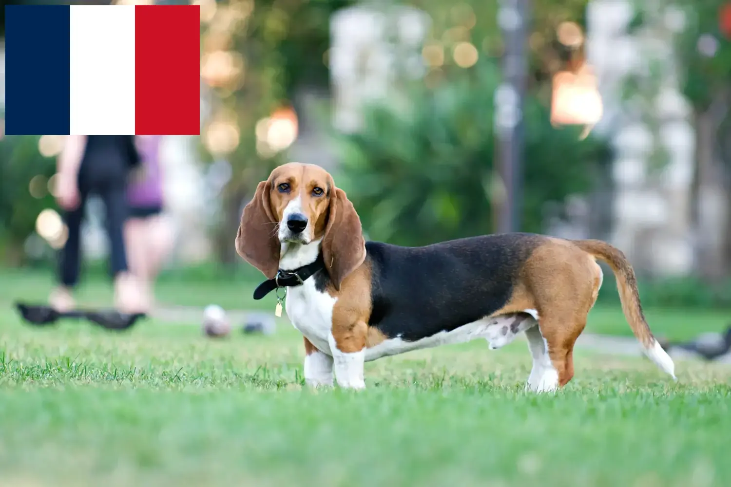 Basset Artésien Normand hvalpe og opdrættere Frankrig Her kan du finde Basset Artésien Normands-opdrættere i Frankrig.