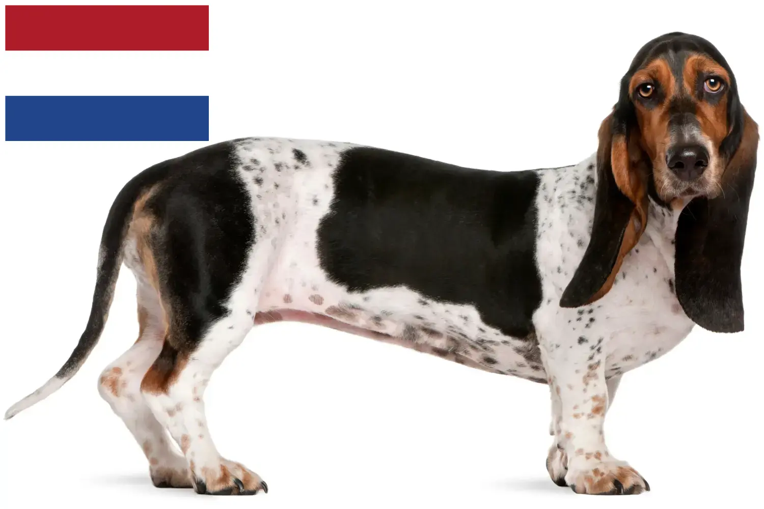 Read more about the article Basset Artésien Normand opdrættere og hvalpe i Holland