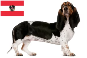 Read more about the article Basset Artésien Normand opdrættere og hvalpe i Østrig