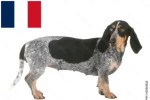 Read more about the article Basset bleu de Gascogne opdrættere og hvalpe i Frankrig