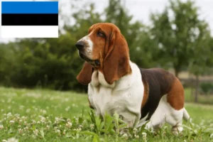 Read more about the article Basset Hound opdrættere og hvalpe i Estland