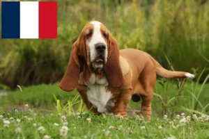 Read more about the article Basset Hound opdrættere og hvalpe i Frankrig