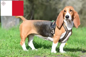 Read more about the article Basset Hound opdrættere og hvalpe i Malta