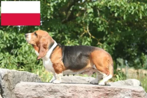 Read more about the article Basset Hound opdrættere og hvalpe i Polen