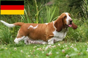 Read more about the article Basset Hound opdrættere og hvalpe i Tyskland
