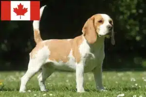 Read more about the article Beagle-opdrættere og hvalpe i Canada