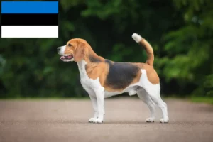 Read more about the article Beagle-opdrættere og hvalpe i Estland