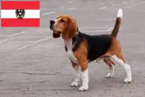 Read more about the article Beagle-opdrættere og hvalpe i Østrig