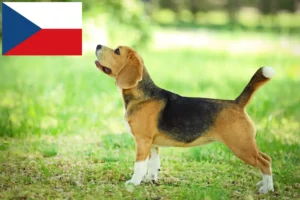 Read more about the article Beagle-opdrættere og hvalpe i Tjekkiet