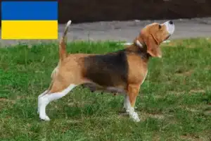 Read more about the article Beagle-opdrættere og hvalpe i Ukraine