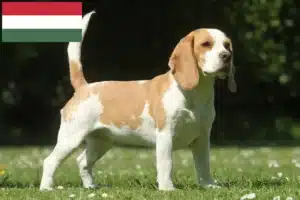 Read more about the article Beagle-opdrættere og hvalpe i Ungarn