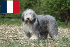 Read more about the article Bearded Collie opdrættere og hvalpe i Frankrig