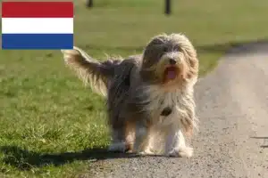 Read more about the article Bearded Collie opdrættere og hvalpe i Holland