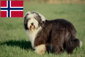 Read more about the article Bearded Collie opdrættere og hvalpe i Norge