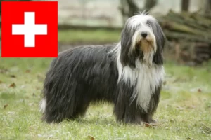 Read more about the article Bearded Collie opdrættere og hvalpe i Schweiz