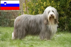 Read more about the article Bearded Collie-opdrættere og hvalpe i Slovenien