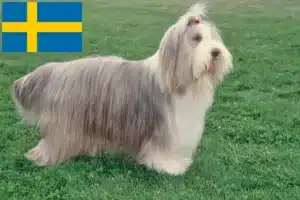 Read more about the article Bearded Collie opdrættere og hvalpe i Sverige