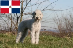 Read more about the article Bedlington Terrier opdrættere og hvalpe i Den Dominikanske Republik
