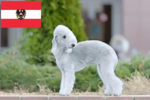 Read more about the article Bedlington Terrier opdrættere og hvalpe i Østrig