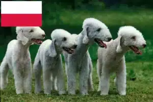 Read more about the article Bedlington Terrier opdrættere og hvalpe i Polen