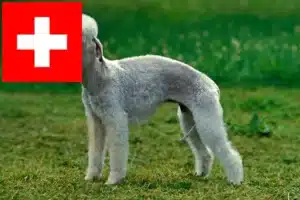 Read more about the article Bedlington Terrier opdrættere og hvalpe i Schweiz