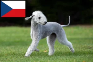 Read more about the article Bedlington Terrier opdrættere og hvalpe i Tjekkiet