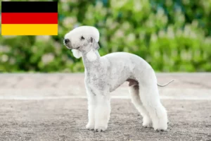 Read more about the article Bedlington Terrier opdrættere og hvalpe i Tyskland