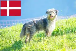 Read more about the article Opdrætter af Bergamasker Hyrdehund og hvalpe i Danmark