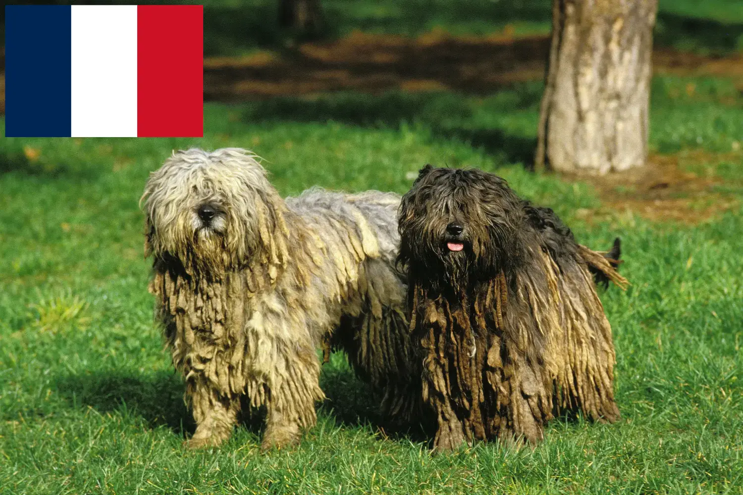 Bergamasco hyrdehundehvalpe og opdrættere Frankrig Her kan du finde opdrættere af Bergamasco hyrdehund i Frankrig.