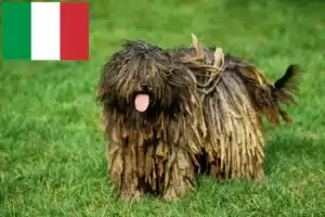 Read more about the article Opdrætter af Bergamasco hyrdehund og hvalpe i Italien