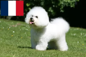 Read more about the article Bichon Frisé-opdrættere og hvalpe i Frankrig