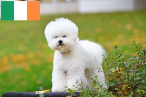 Read more about the article Bichon Frisé-opdrættere og hvalpe i Irland
